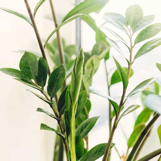 ZZ Plant foliage close up.