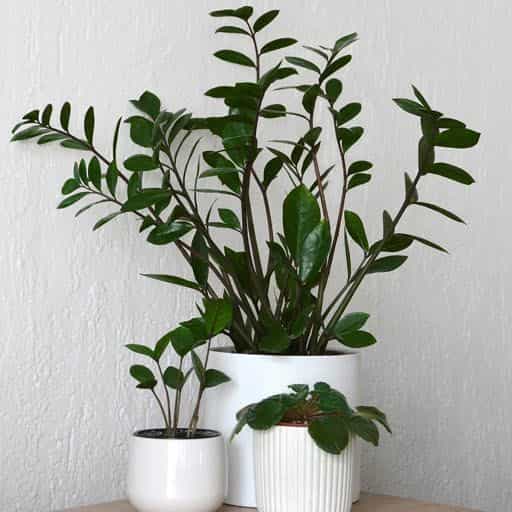 ZZ Plants.
