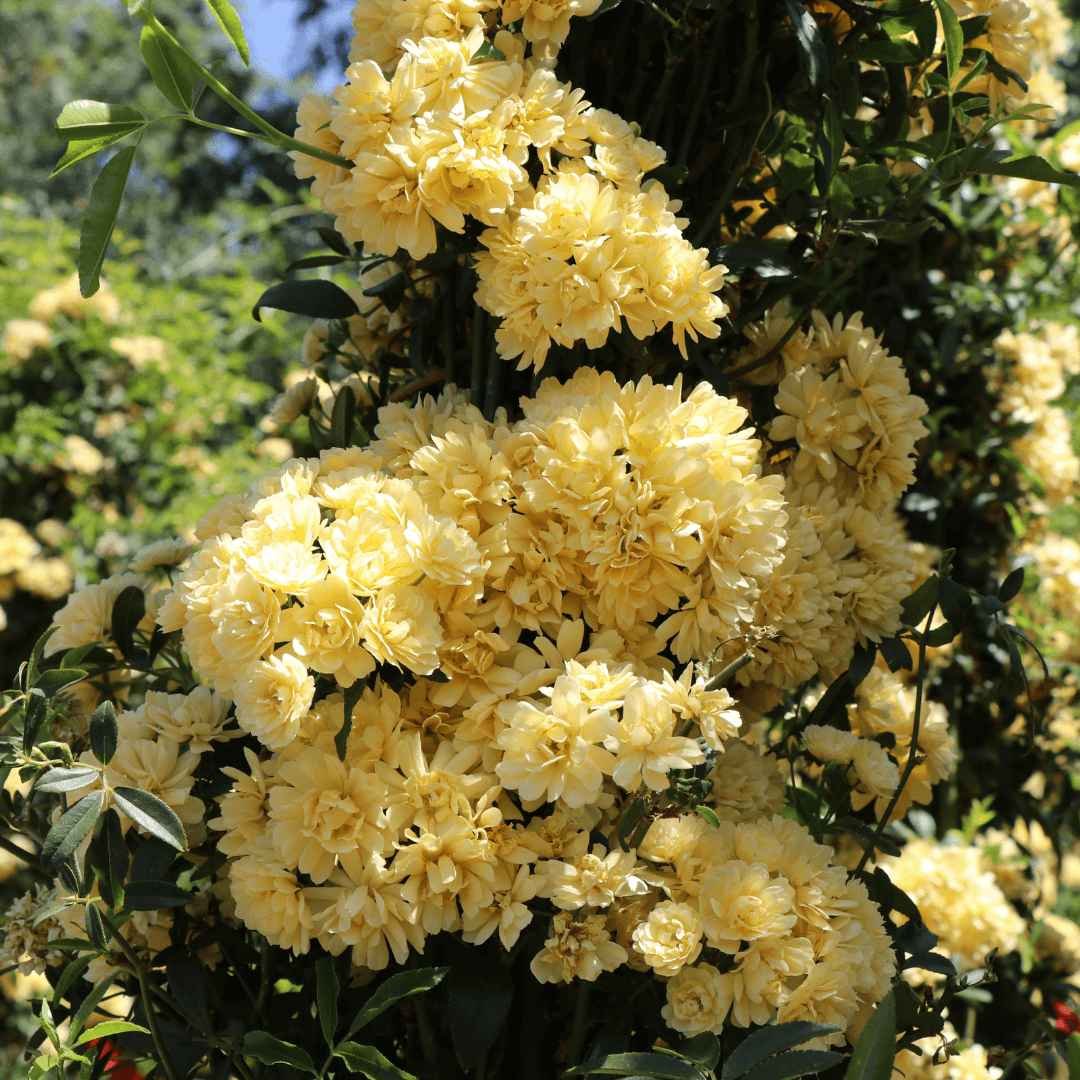 Yellow Lady Banks Rose Vines Moon Valley Nurseries