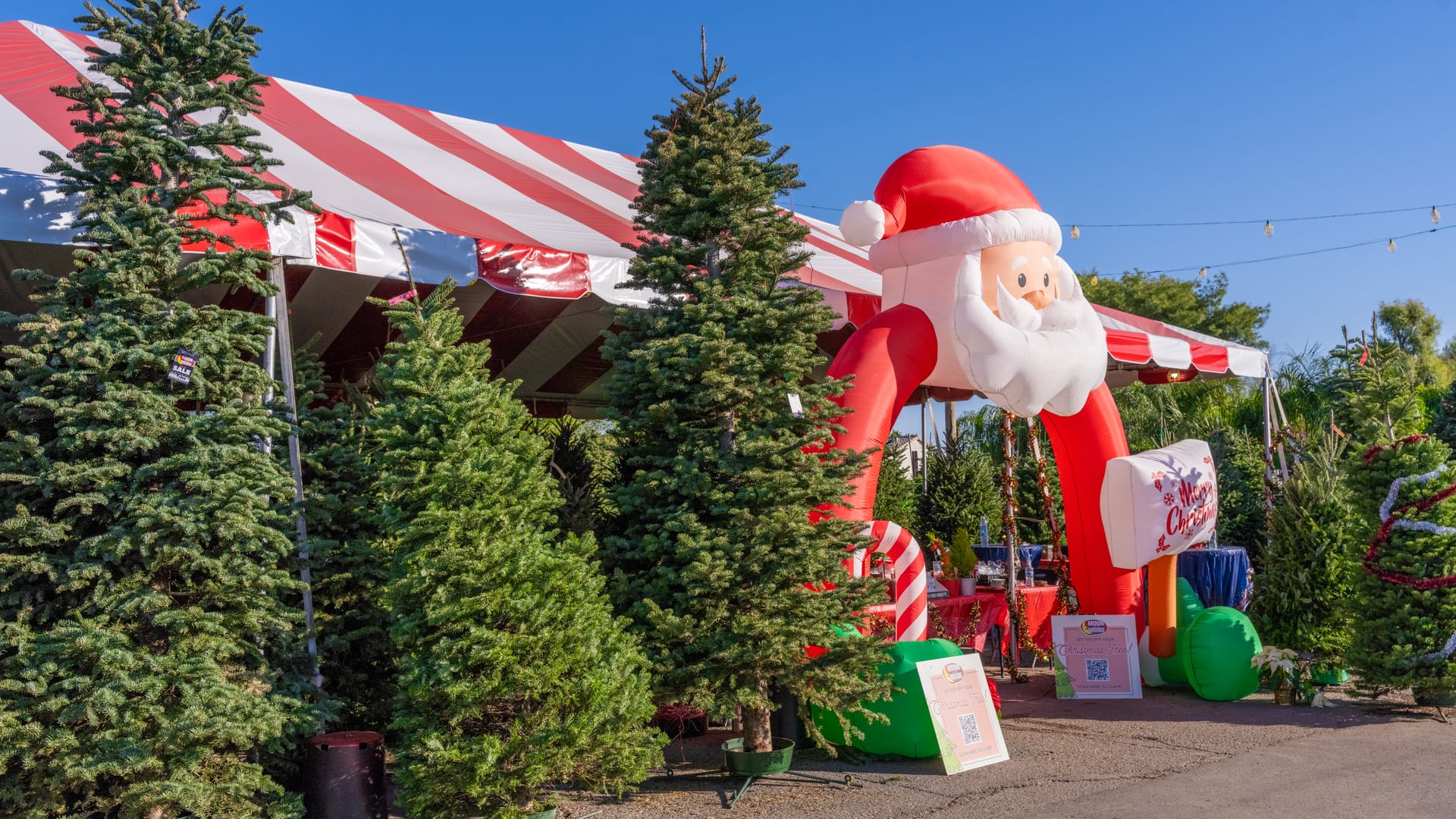 Entrance to one of Moon Valley Nurseries' Christmas Tree Lots.