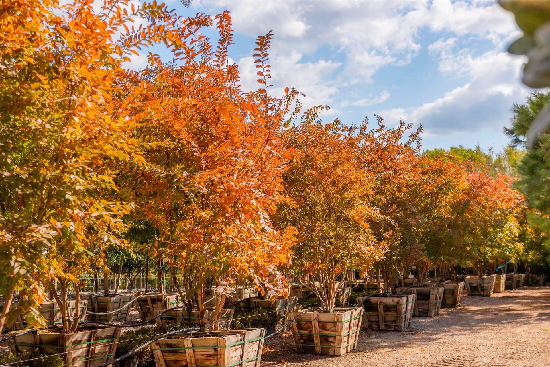 FallCrapeMyrtle.jpg