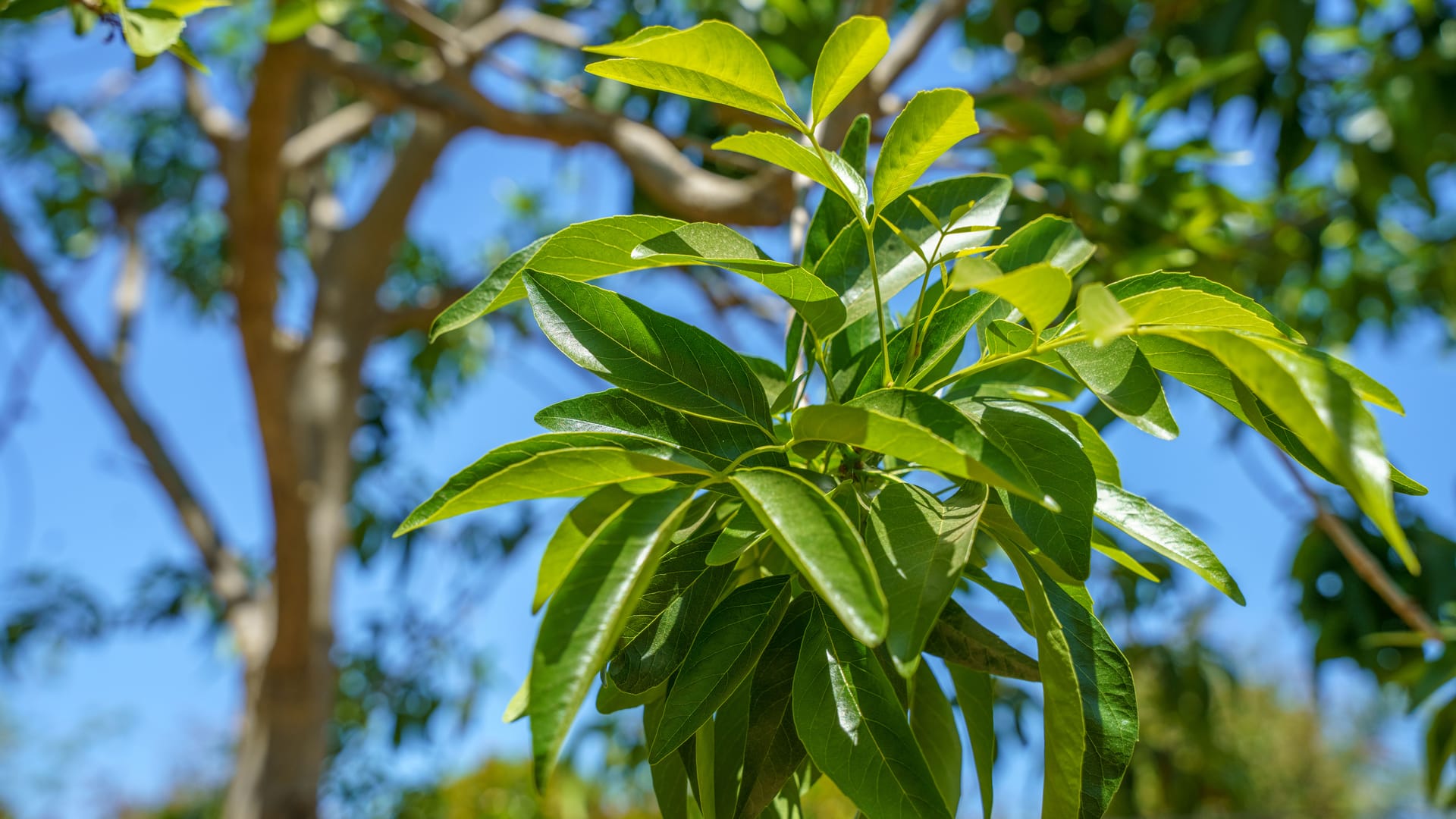 A close up shot of Fan Tex Ash leaves on a tree at a Moon Valley Nurseries location.