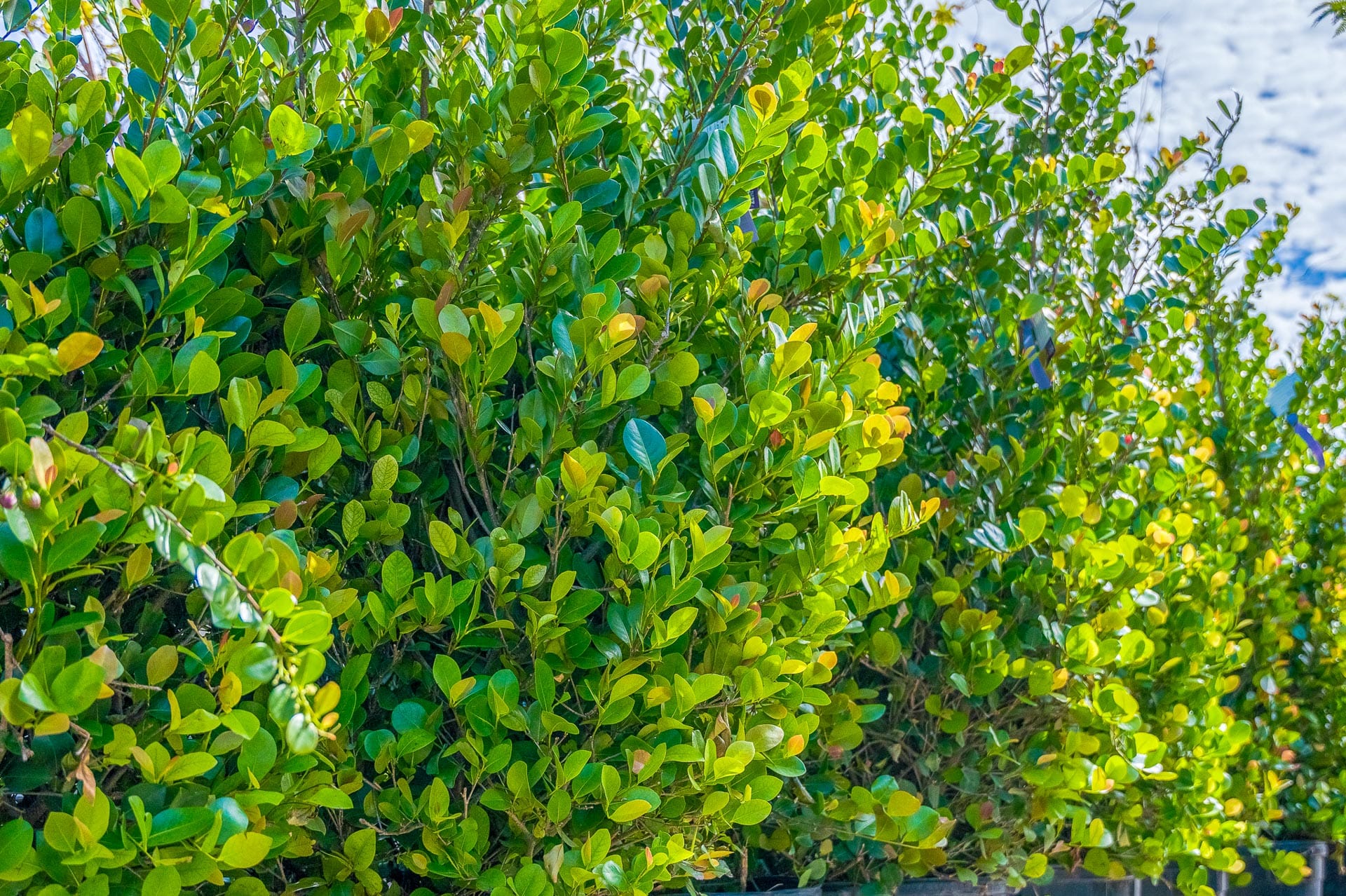 Hedge Leaves.