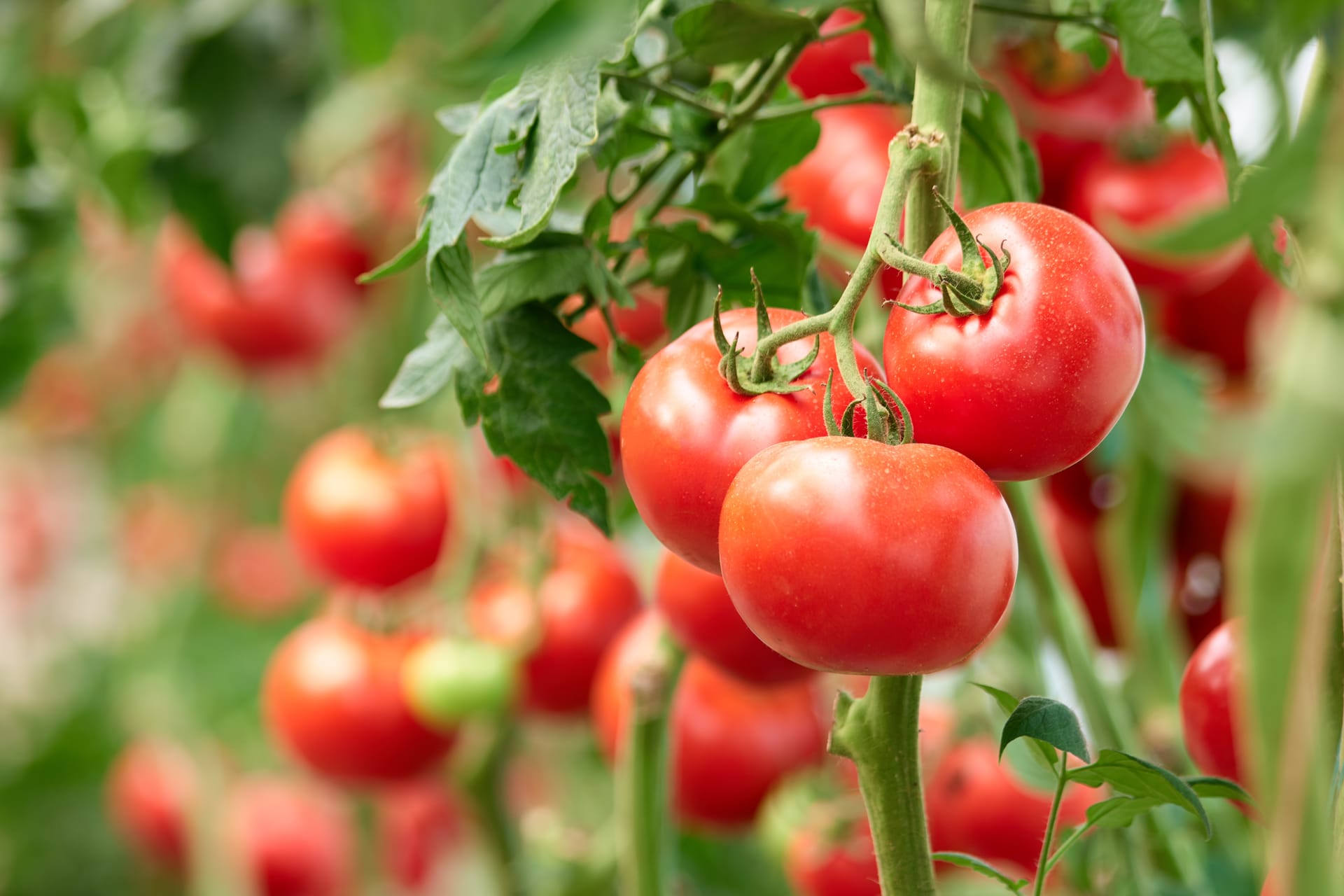 Vegetable Plants for Sale | Moon Valley Nurseries
