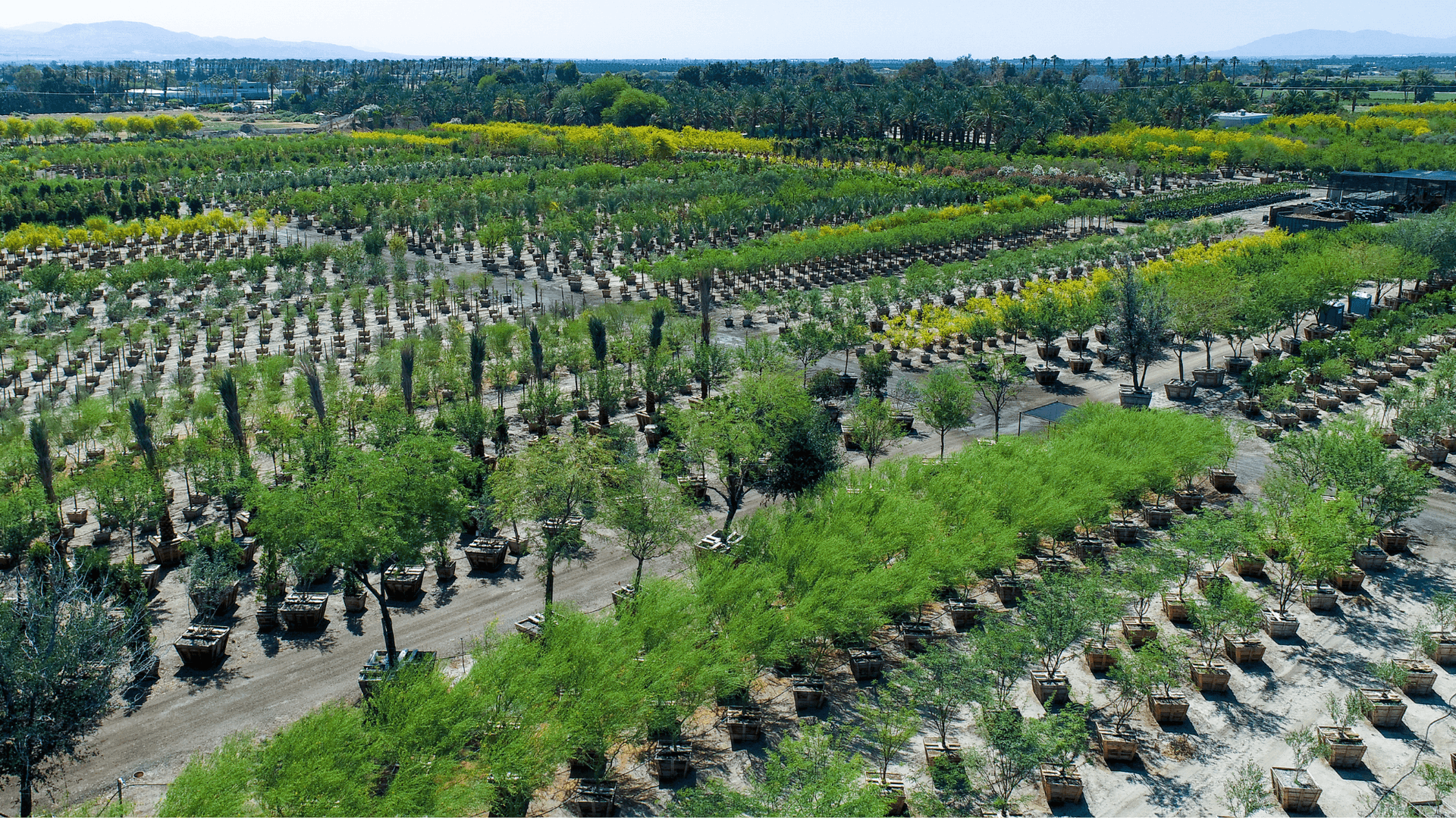 Moon Valley Nurseries farm in California