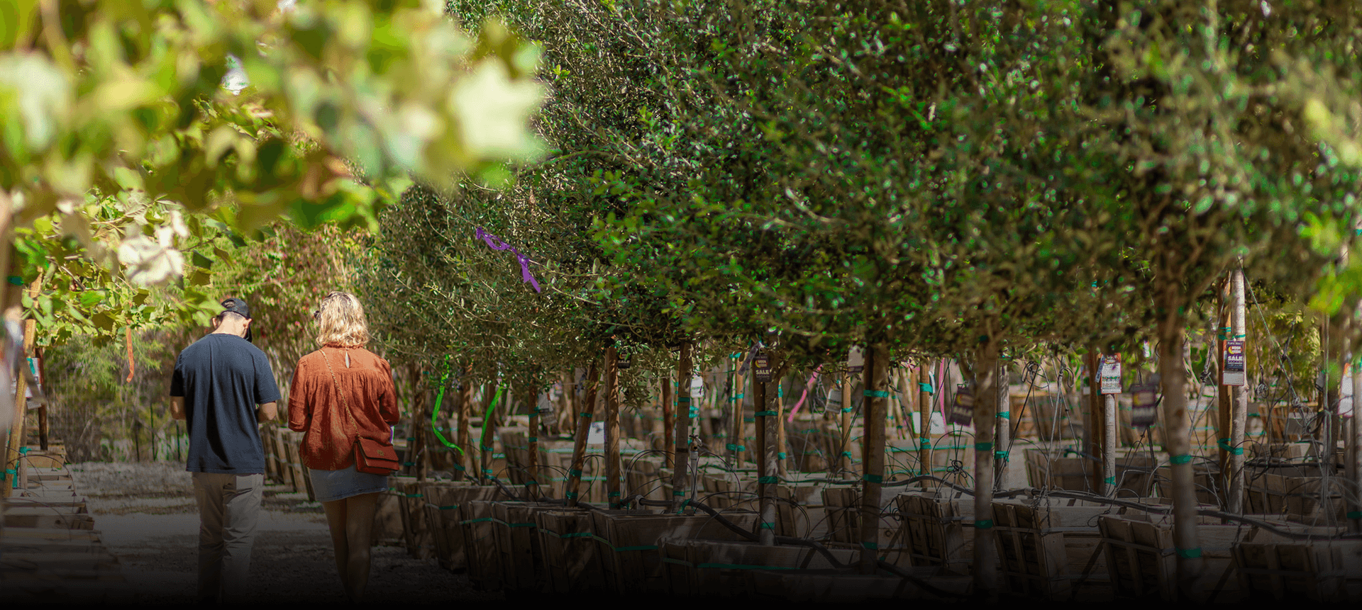 Customers walking through a row of box grown Oak trees at a Moon Valley Nurseries' location.