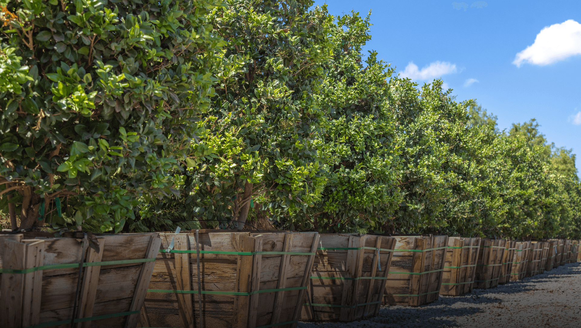 Row of box grown Savannah Holly trees in a Moon Valley Nursery locations.