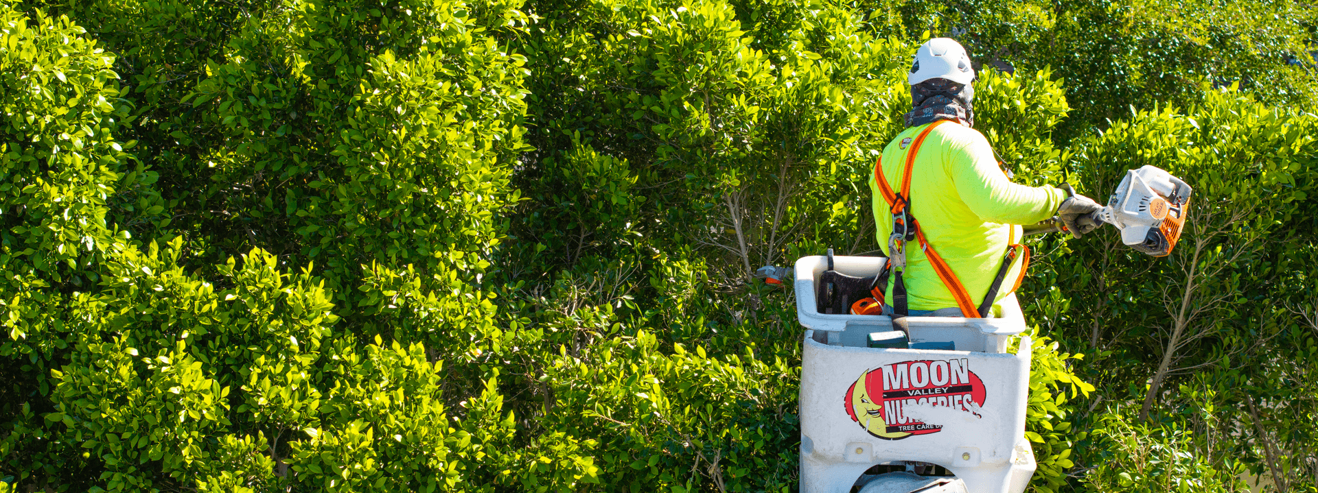 Tree_Care_Bottom_Hero.png