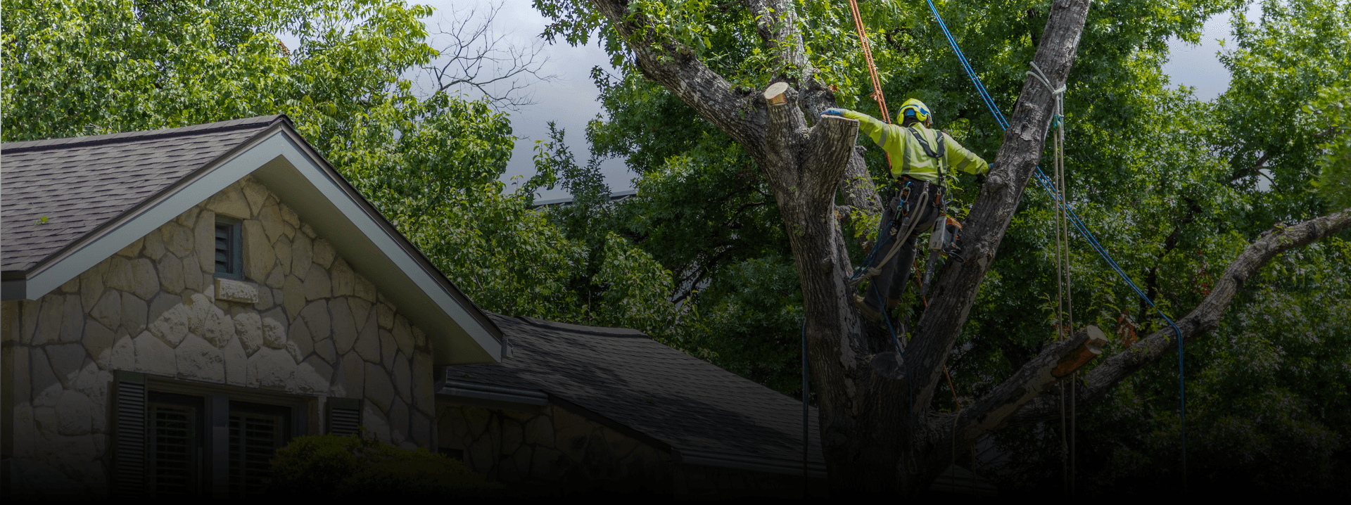 Tree_Care_Desktop.png