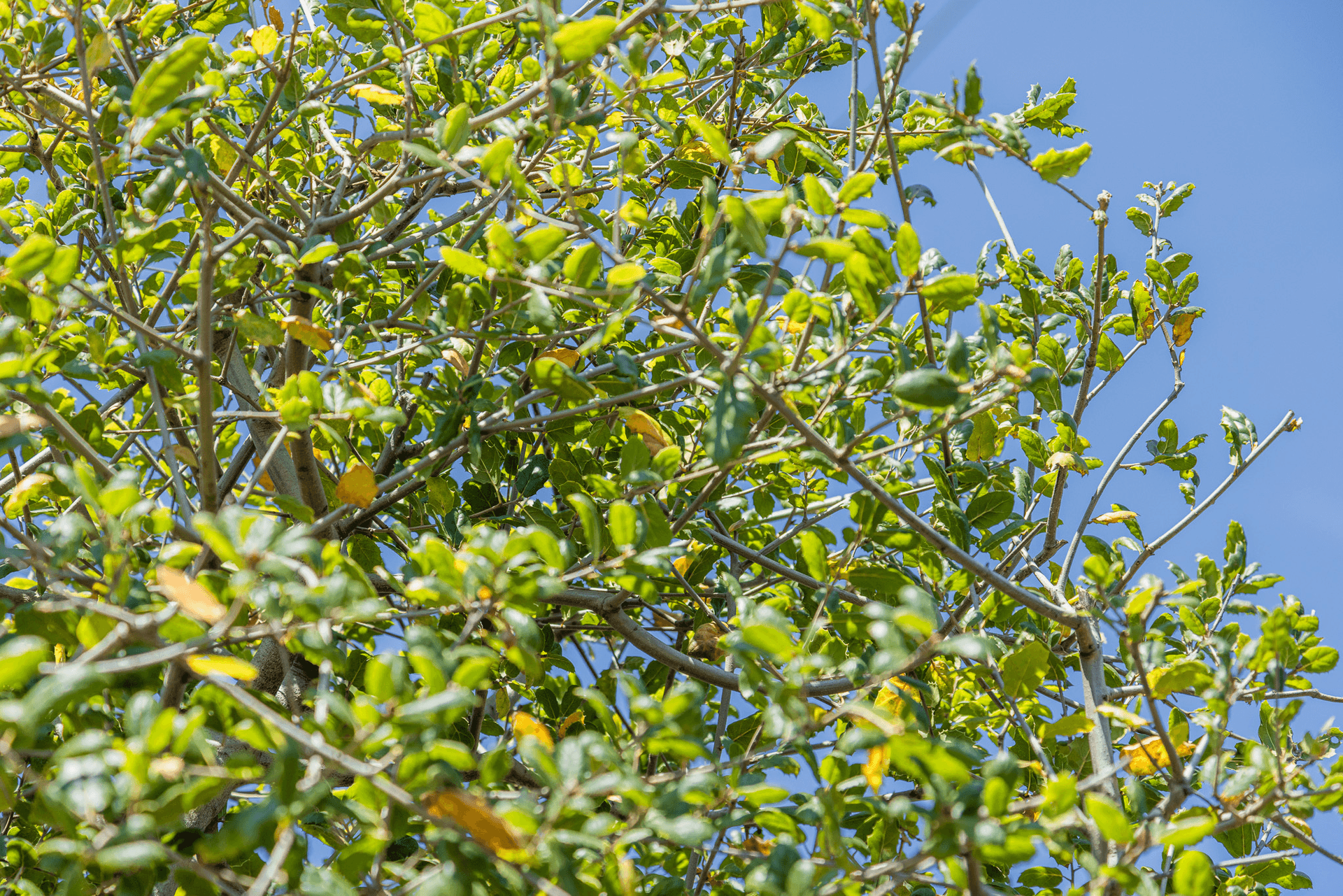 coast-live-oak-leaves.png