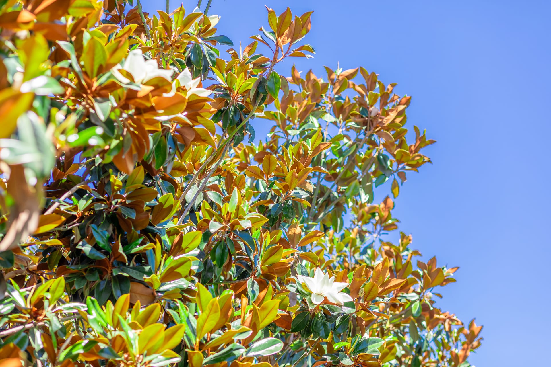 A close-up shot of stunning spoon-shaped leaves of a magnolia with big white blooming flowers.