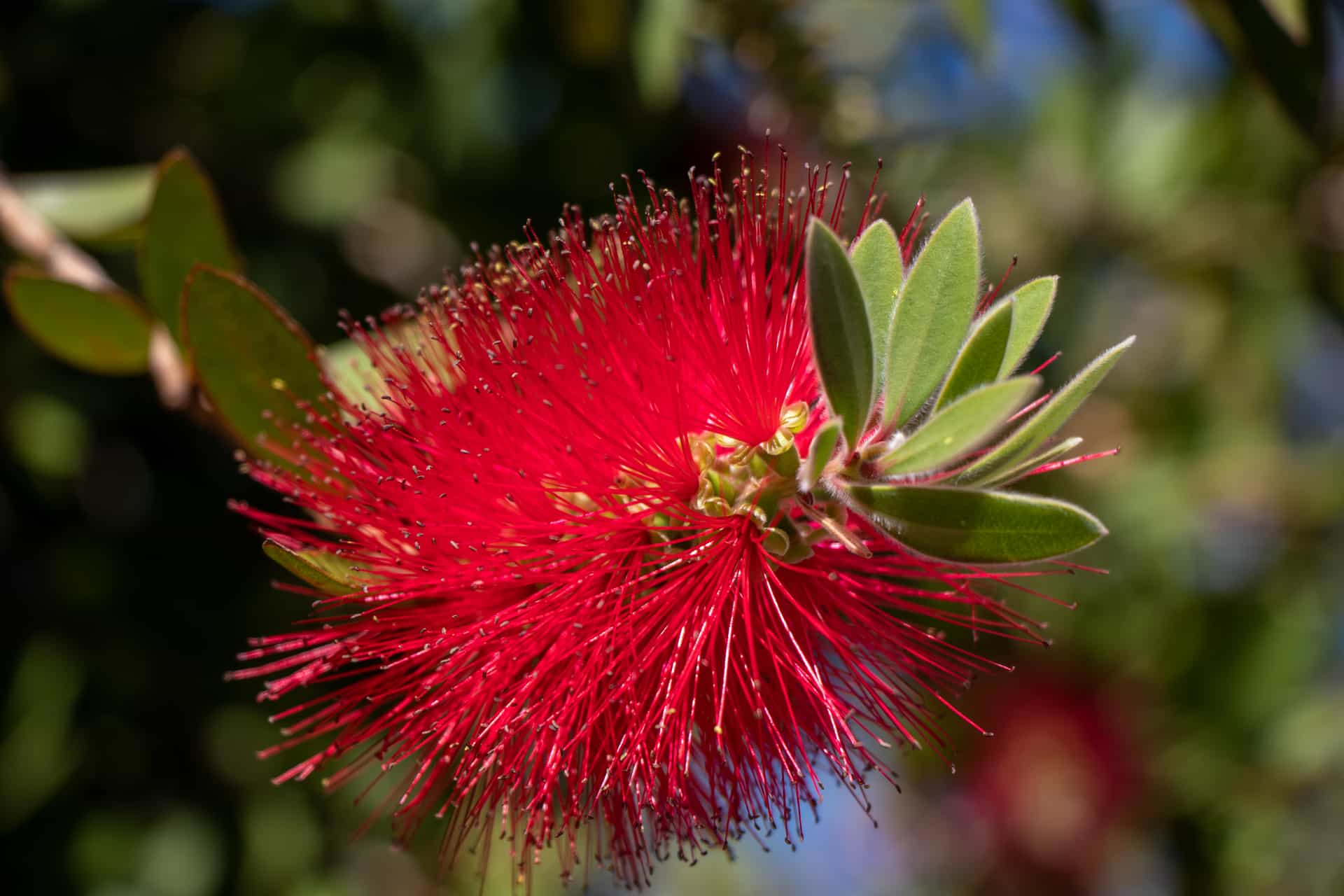 An up close shot of a beautiful bottlebrush bloom