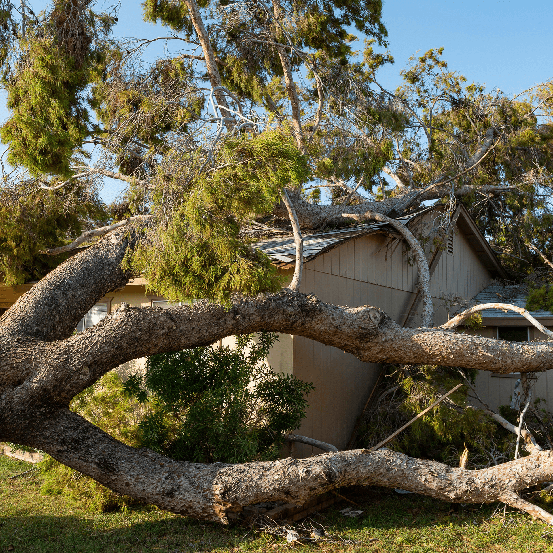 EmergencyTreeCare.png