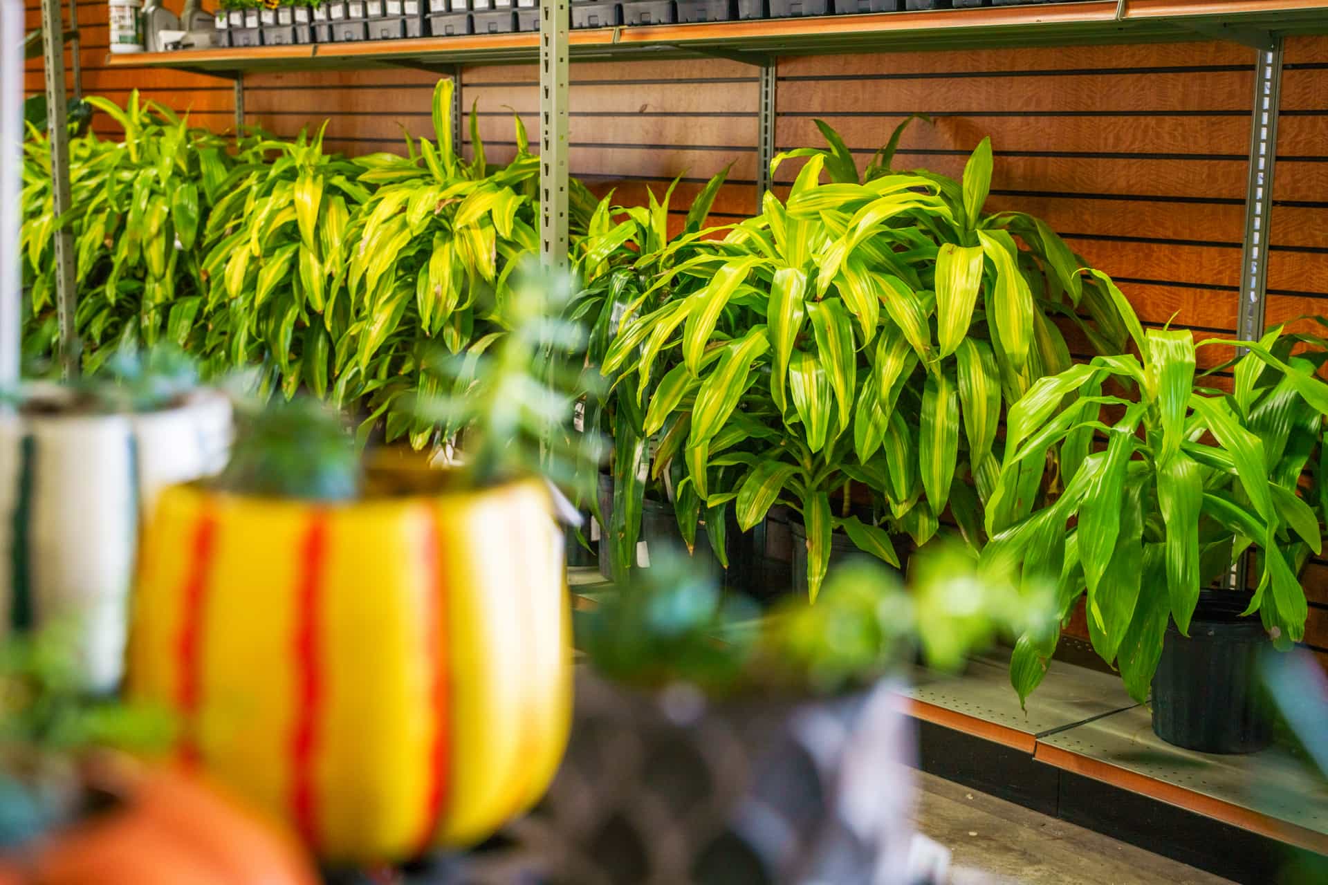 House plants and pots sitting on shelves in a Moon Valley Nursery location.
