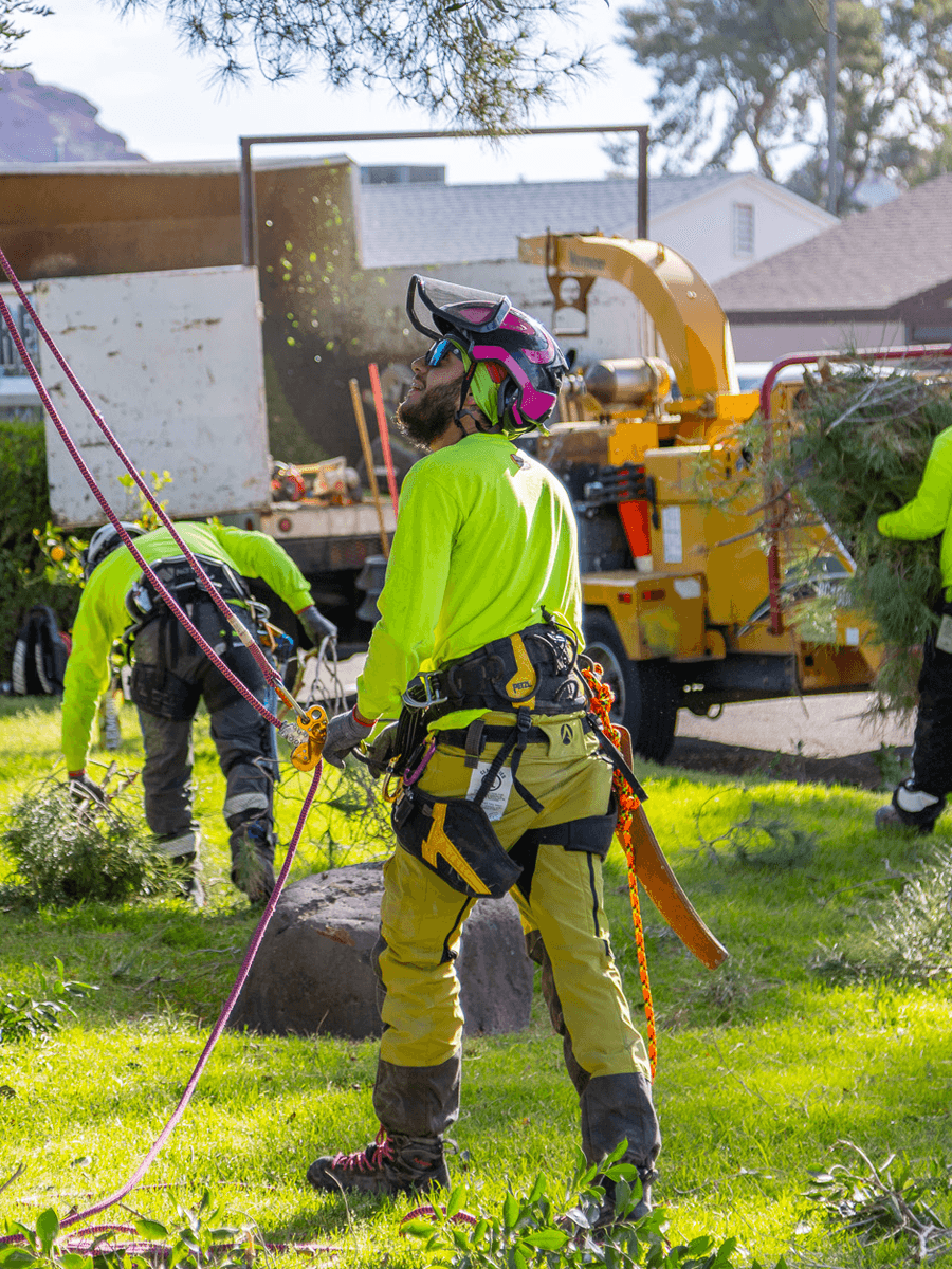 Moon Valley Nurseries Tree Care professionals working on a clean up job for a residential client.