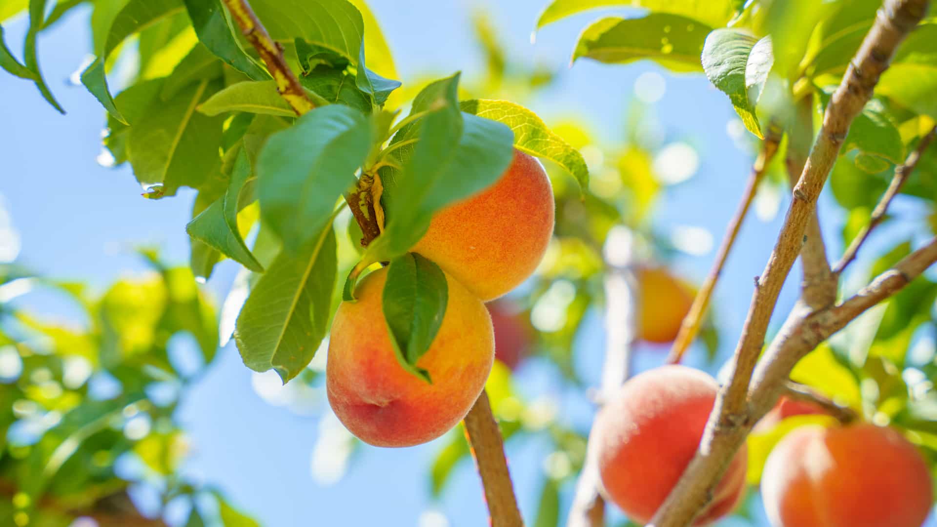 Large peaches hanging from a branch of a peach tree.
