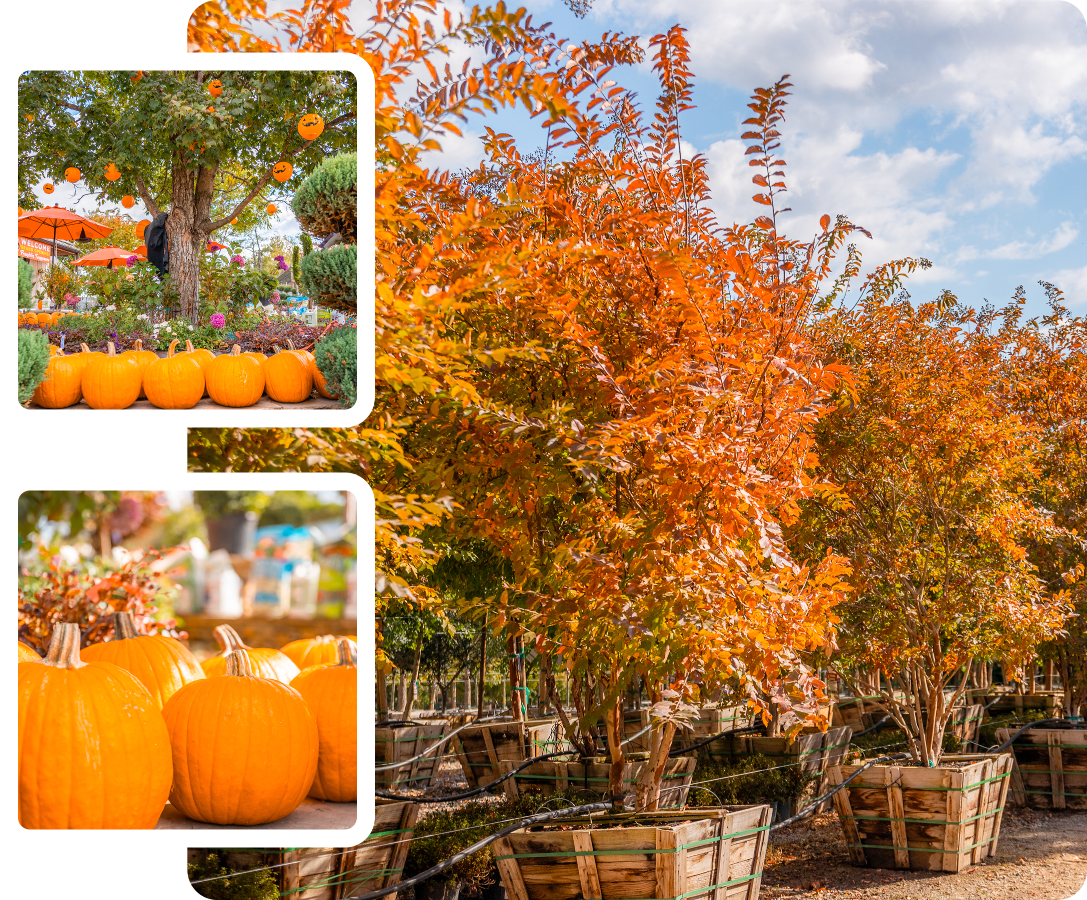 Photo grid of fall Crape Myrtle trees, halloween decorations, and pumpkins at a Moon Valley Nurseries® location.