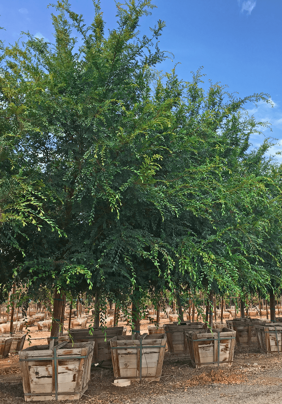 Browse our Wholesale Inventory of Box Grown Trees | Photo of a row of trees at a Moon Valley Nurseries farm location.