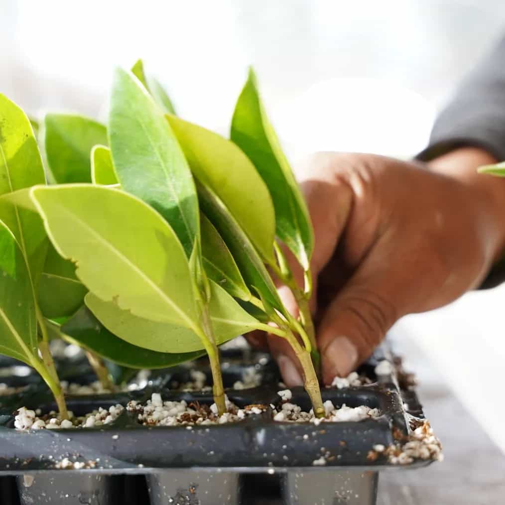 Planting Seedlings