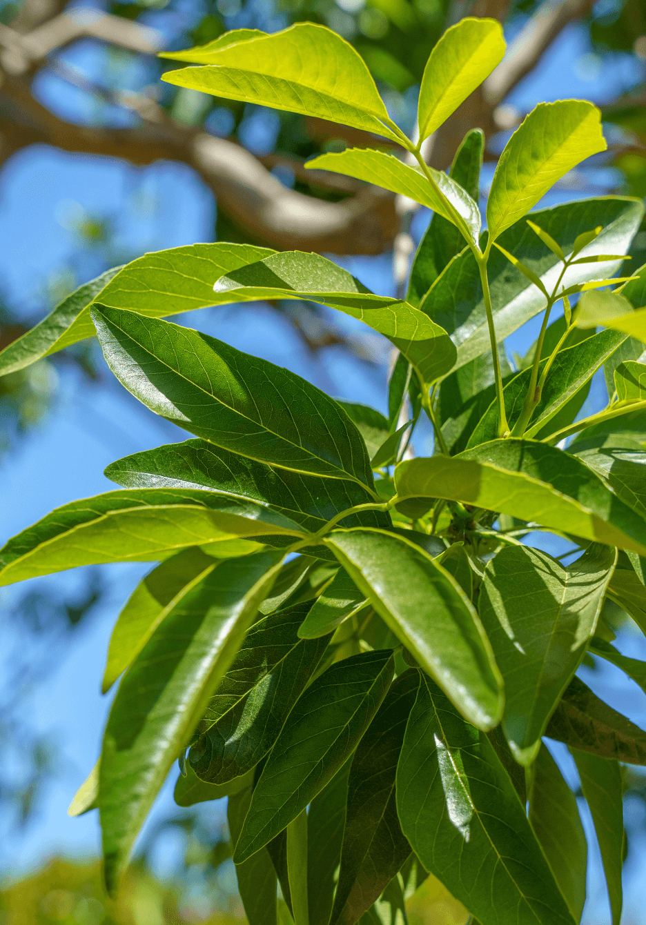 Explore our Wholesale Hotlist Deals | Close up shot of live oak foliage at a Moon Valley Nurseries farm location.