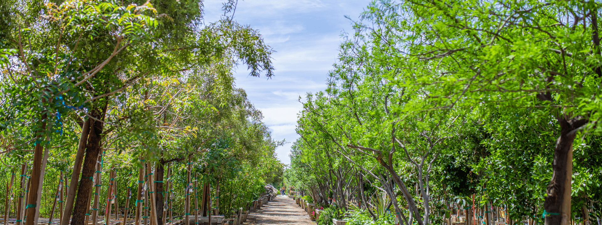 Moon Valley Nurseries El Cajon
