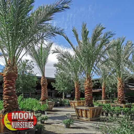 date_palms_resort_2.jpg