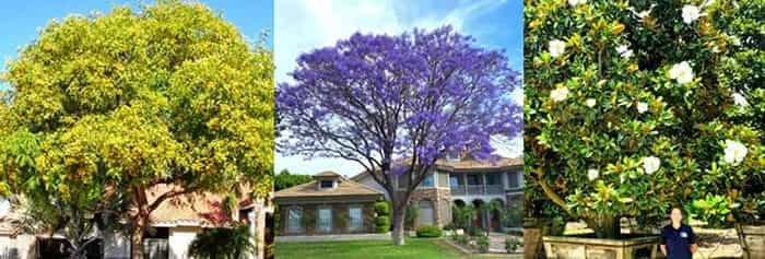 drought-resistant.jpg