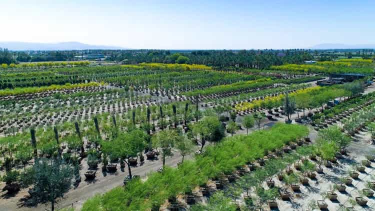 moon-valley-nurseries-gifts-$700,000-in-trees.png