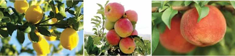 press_release_best_fruit_spring_1.jpg