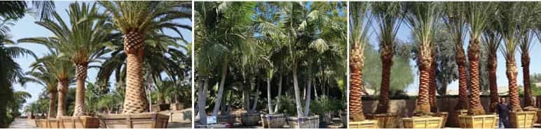 press_release_best_palms_az_1.jpg