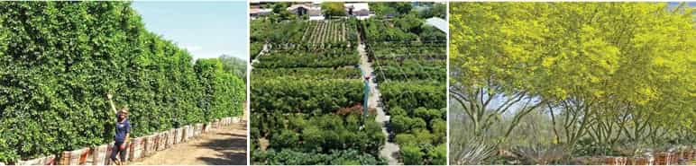 press_release_glendale_environment.jpg