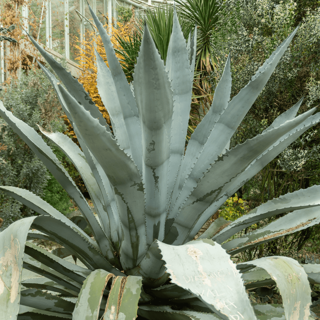 Mature Beautiful Agave Franzosinii Planted