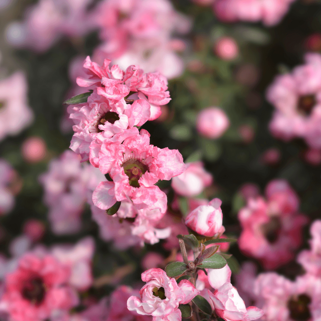 Beautiful Blooming Apple Blossom Tea Tree with Multiple Vibrant Pink Flowers