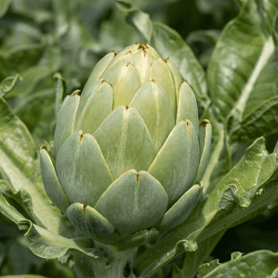 Healthy Green Artichoke Plant