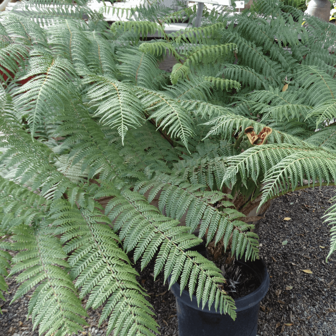 Beautiful Dense Australian Fern Tree Potted In Nursery