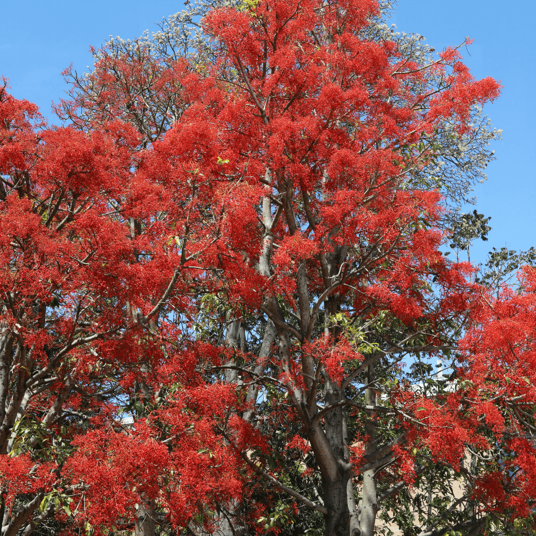 Large Mature Australian Flame Tree with Vibrant Flowers