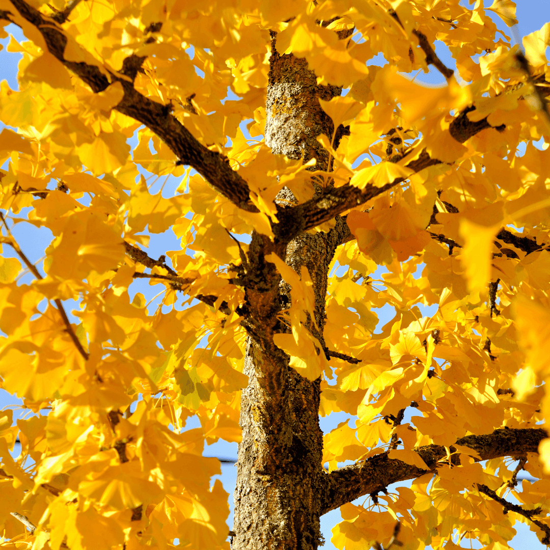 Ginkgo biloba 'Autumn Gold' With Vibrant Fall Color
