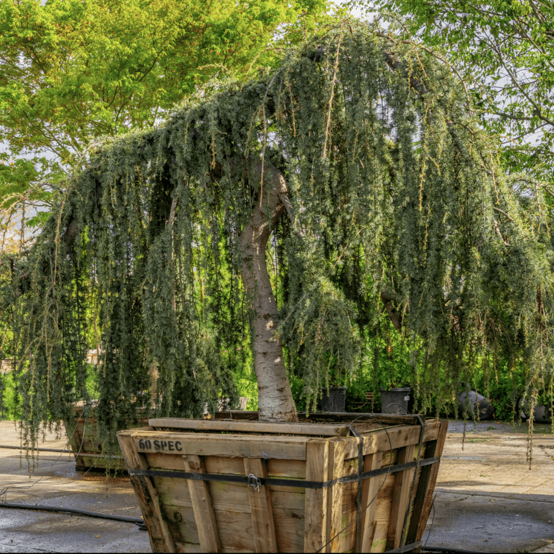 Mature Blue Atlas Cedar Weeping In Nursery