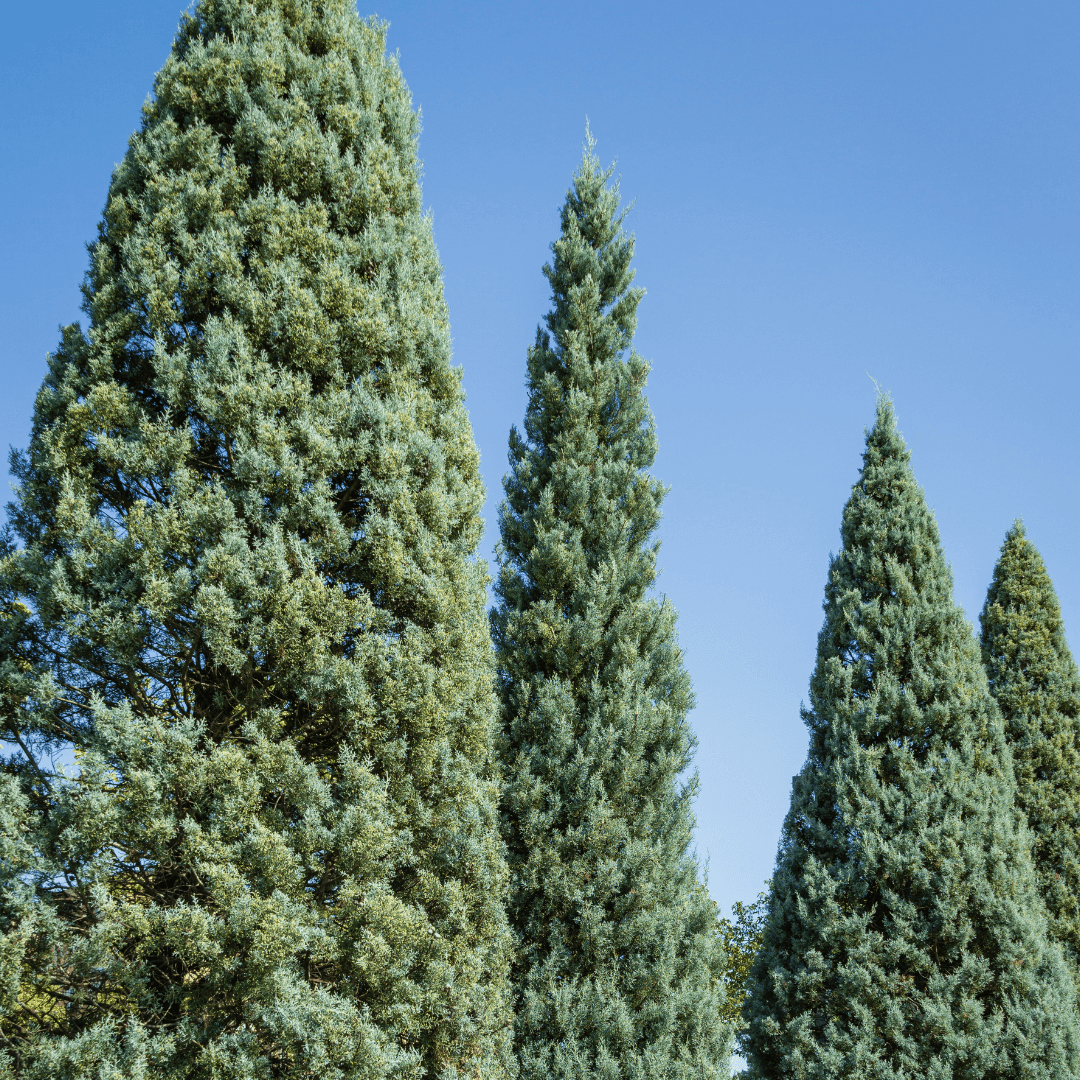 Large Mature Blue Ice Cypress Trees In a Row Planted