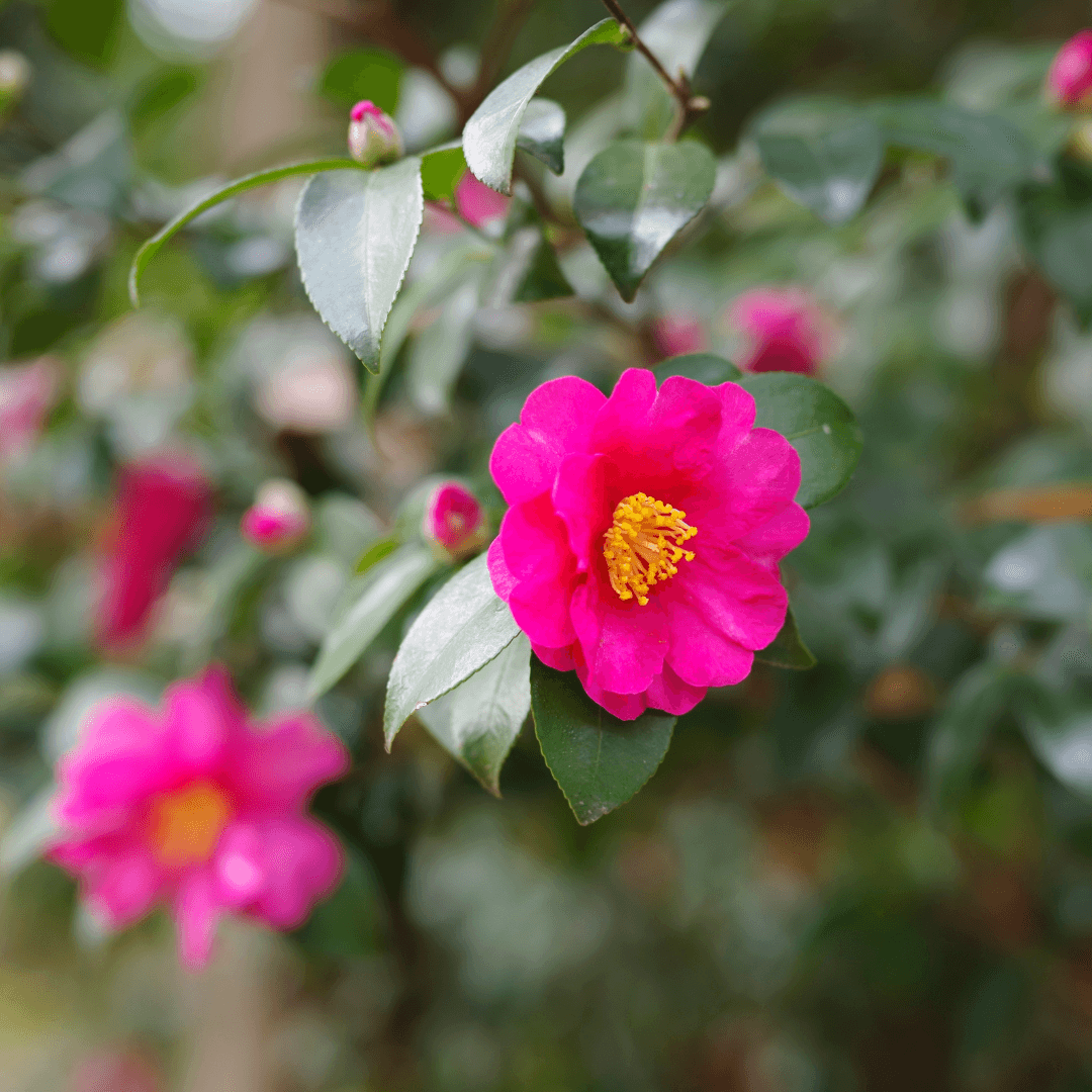 Beautiful Blooming Camellia Kanjiro Plant