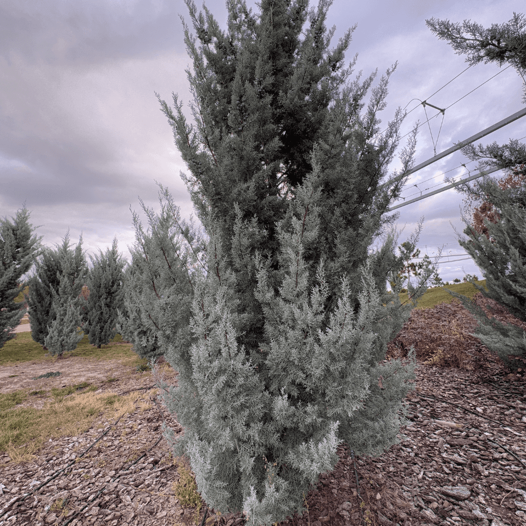 Mature Dense Carolina Sapphire Cypress Tree Planted