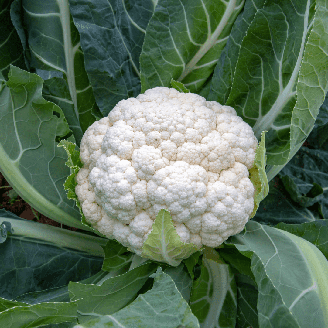Healthy Dense Cauliflower Plant