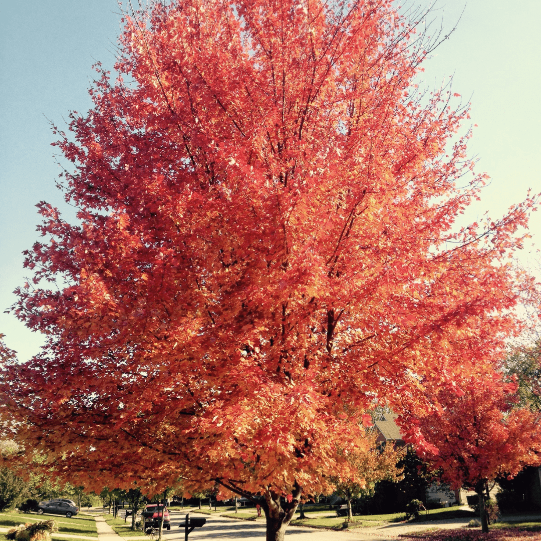Mature Beautiful Celebration Maple with Red Fall Foliage
