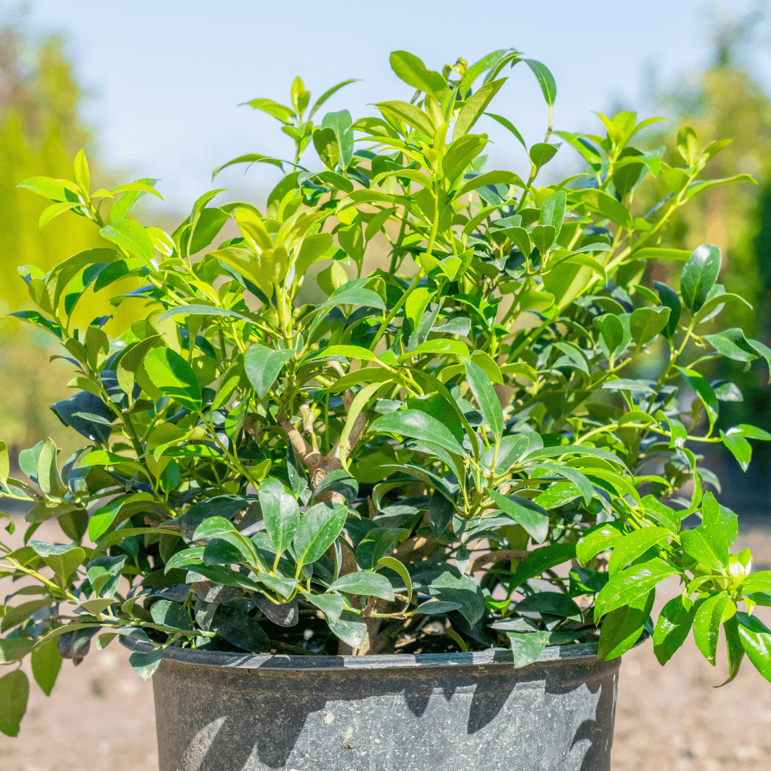 Dense Cherry Bomb Holly Plant Potted in Nursery Aisle