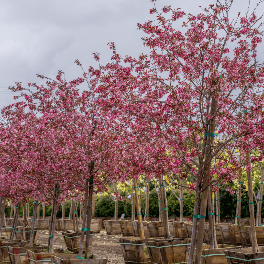 Multiple Mature Rain Drop Crabapple Trees In Nursery Aisle