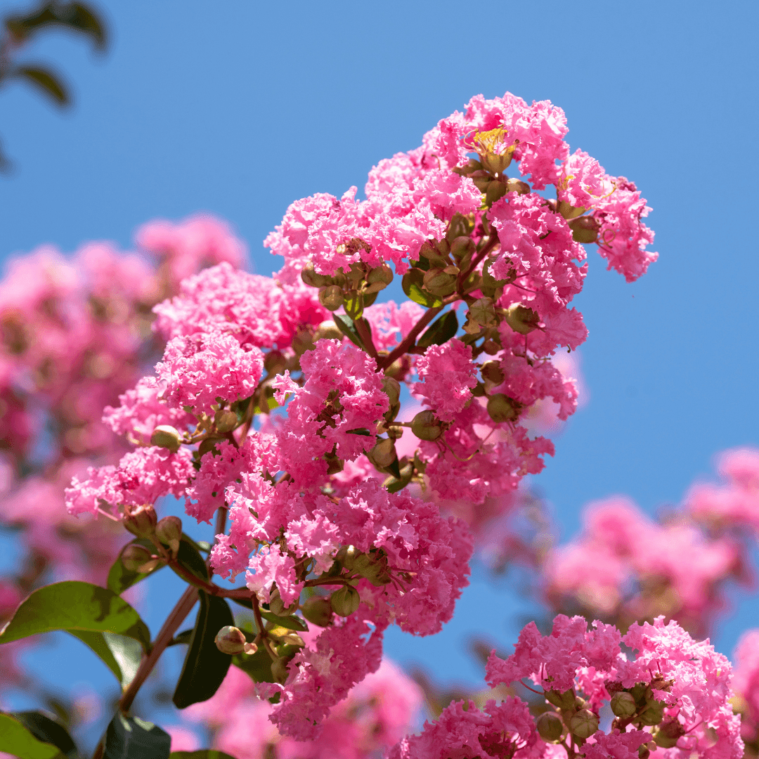 Mature Dense Crape Myrtle Rhapsody in Pink Plant with Beautiful Pink Flowers