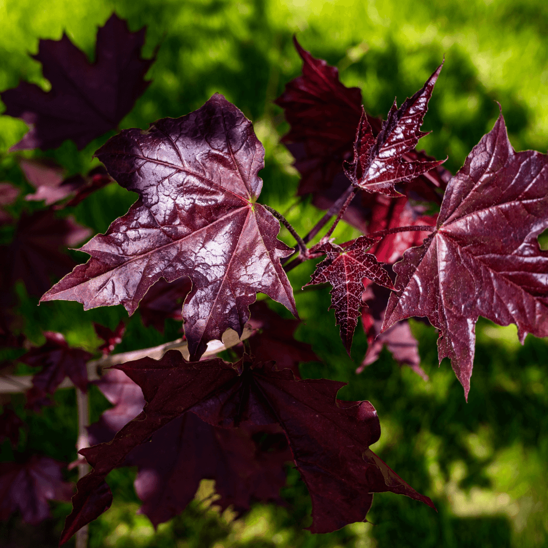 Beautiful Purple Foliage on Crimson Sunset Maple Tree
