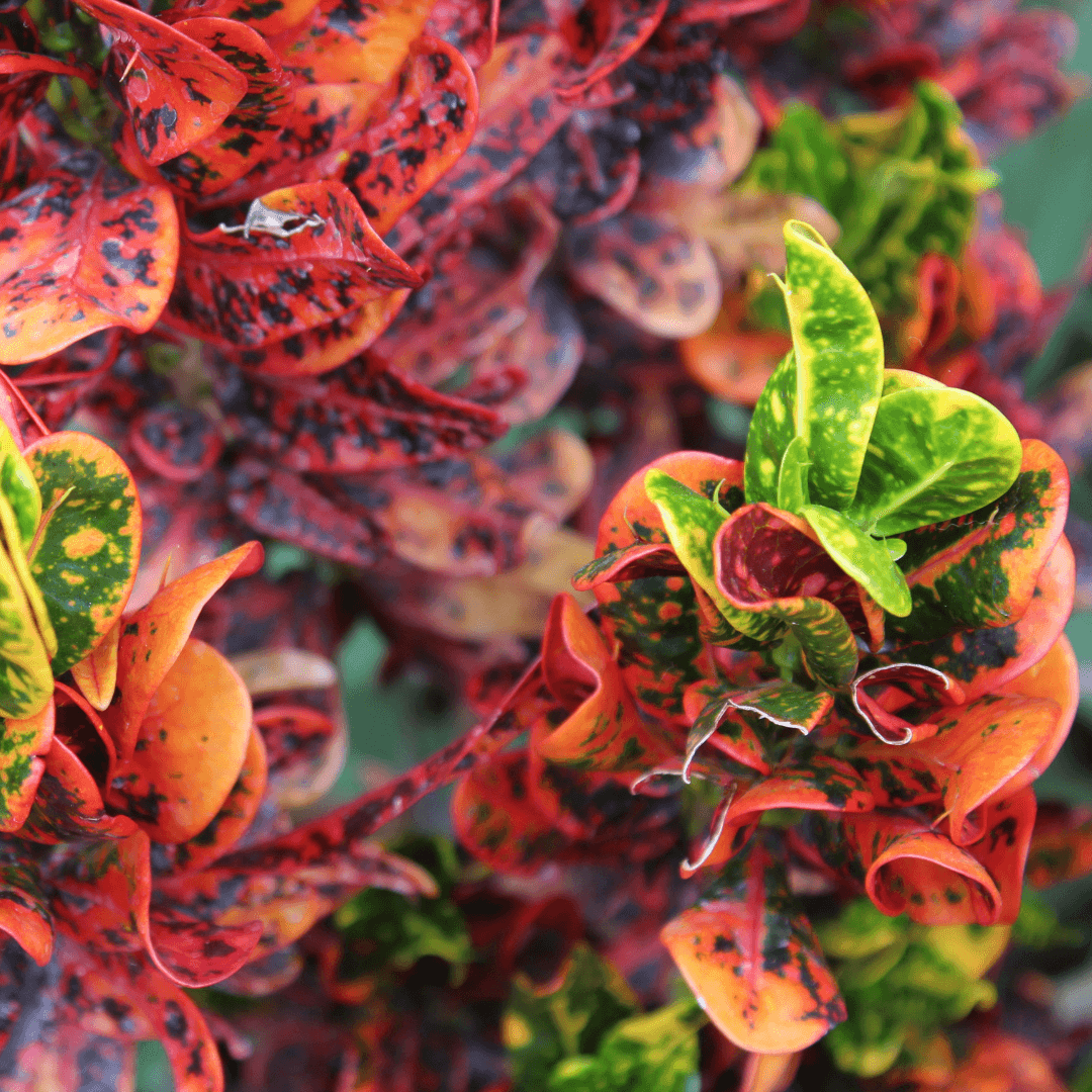 Beautiful Mature Croton Mammy Plant with Vibrant Foliage Color