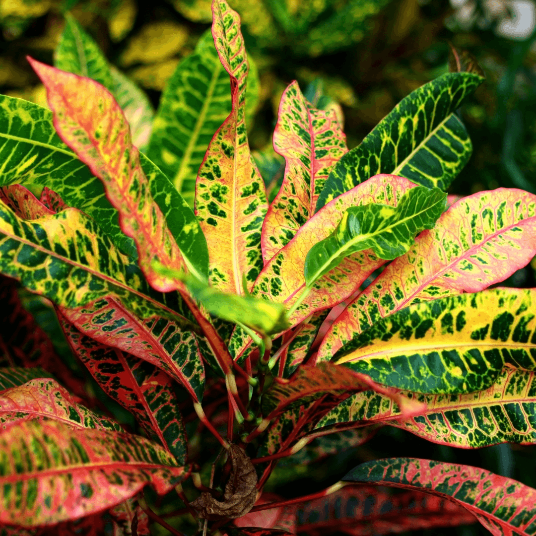 Colorful Mature Croton Petra Plant with Gorgeous Foliage Color