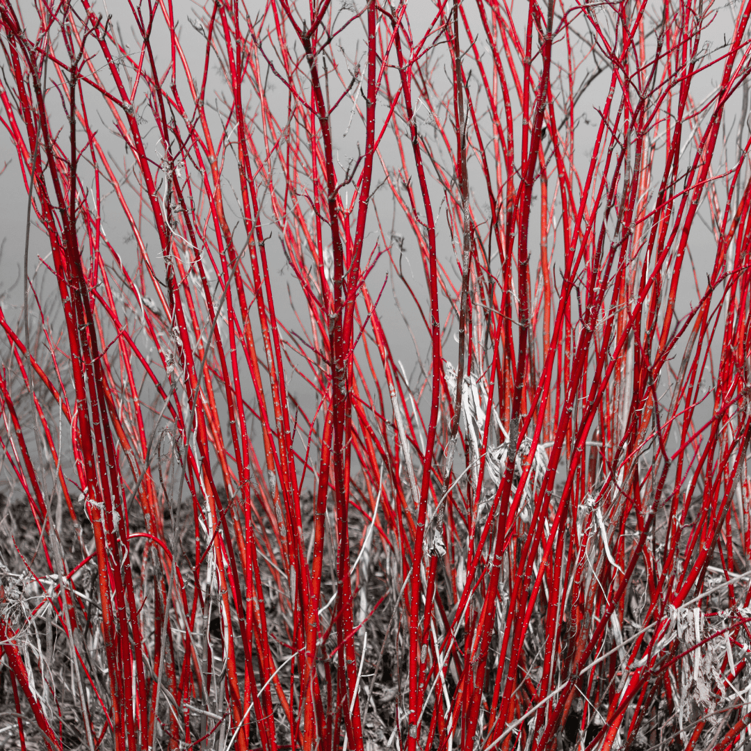 Dogwood Red Twig Tree with Unique Vibrant Red Branches